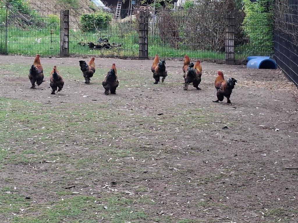 Mooie zware jonge  Brahma hanen, Dieren en Toebehoren