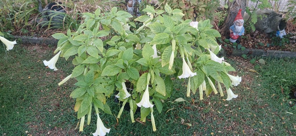 Brugmansia, Tuin en Terras, Planten | Tuinplanten, Volle zon, Vaste plant, Zomer, Ophalen