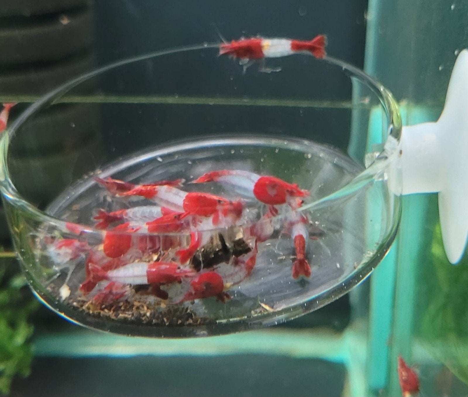 Hobbyaquarium  Red Rilli /rilly garnalen Zondag 16 aug akie, Dieren en Toebehoren, Vissen | Aquariumvissen, Kreeft, Krab of Garnaal