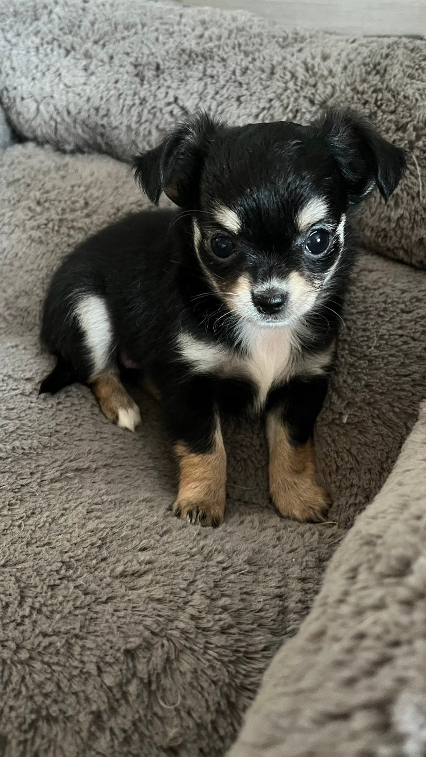 Ras zuivere chichuahua s, Dieren en Toebehoren, Honden | Chihuahua's en Gezelschapshonden, Parvo, België, Particulier, 8 tot 15 weken