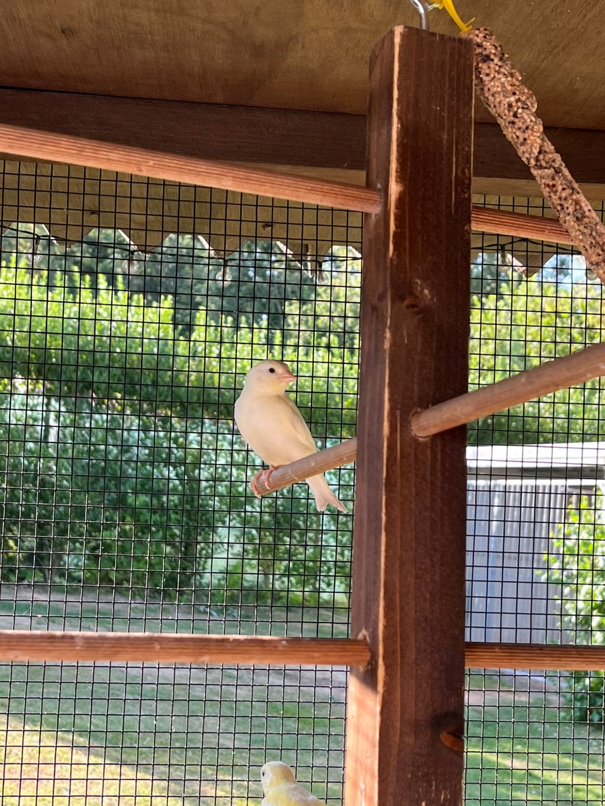 Plusieurs magnifiques canaris de 2026, Plusieurs animaux, Canari chanteur