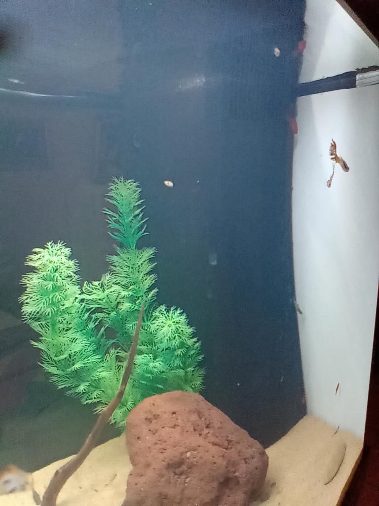 Juwel 180l, Dieren en Toebehoren, Ophalen, Zo goed als nieuw, Leeg aquarium, Juwel