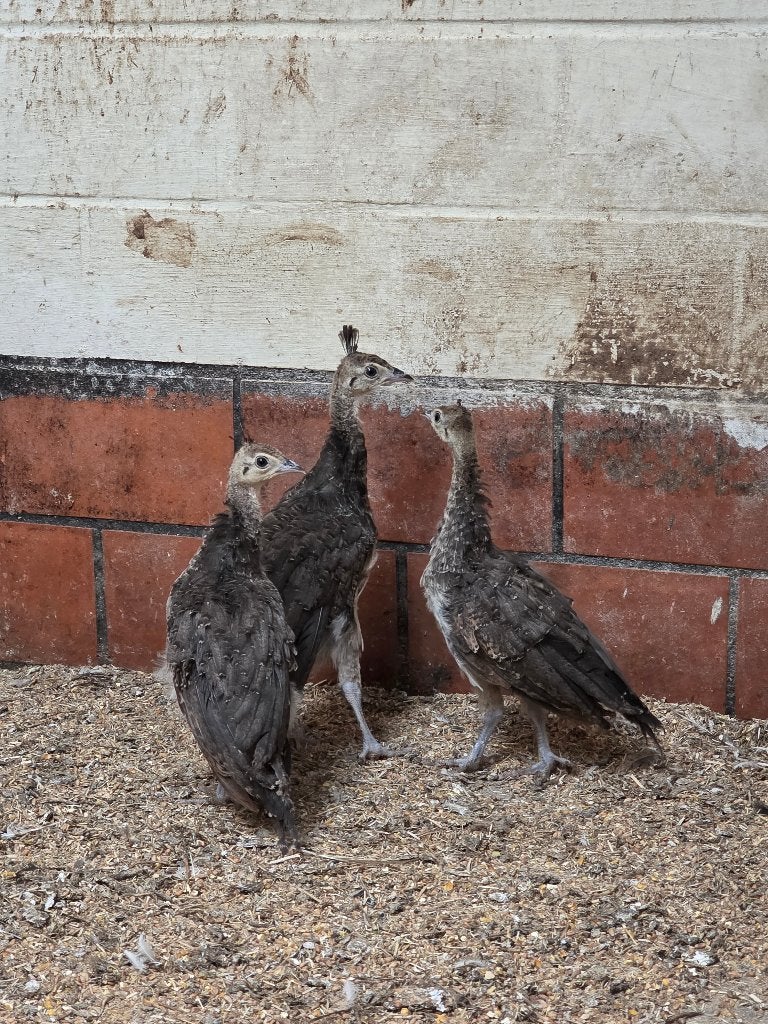 Blauwe pauw, Dieren en Toebehoren, Pluimvee