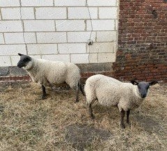 Bleu du Maine schapen, Dieren en Toebehoren, Mannelijk, Schaap, 0 tot 2 jaar