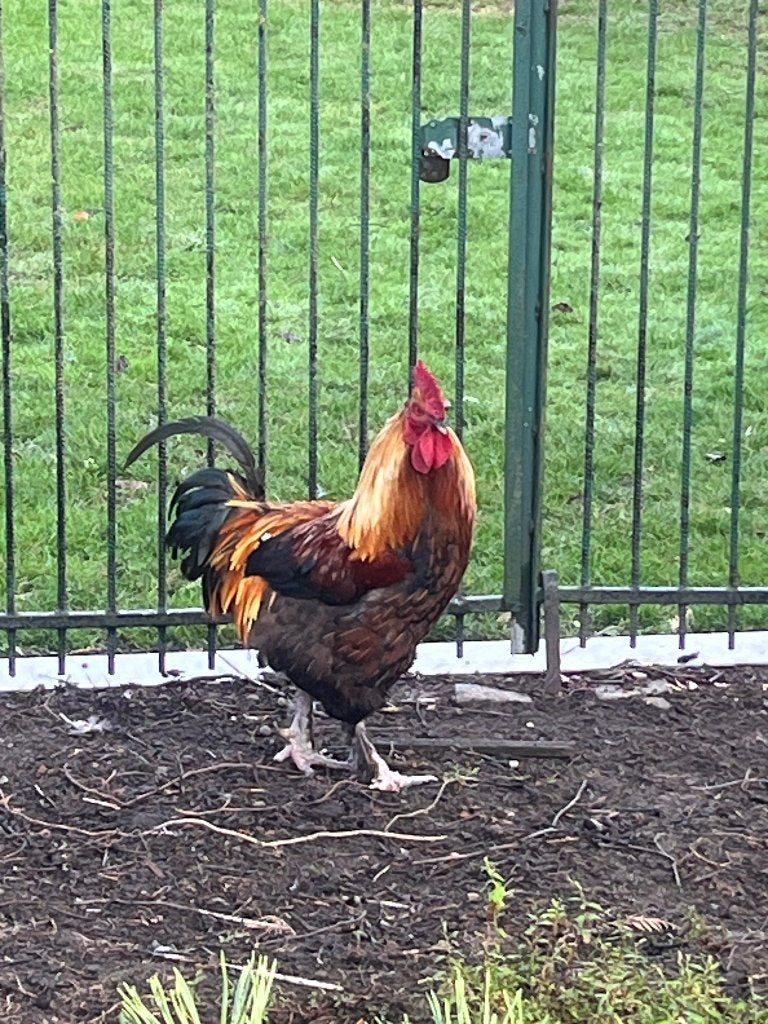 Marans, Dieren en Toebehoren, Pluimvee, Mannelijk, Kip