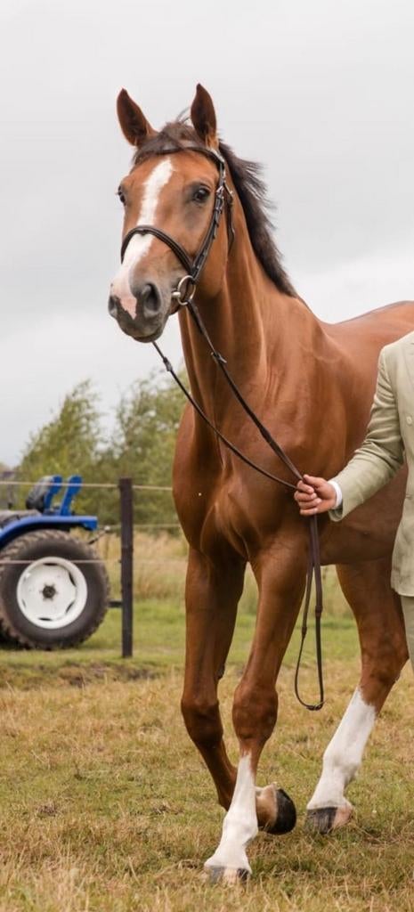 8 jarige merrie, Dieren en Toebehoren, Merrie