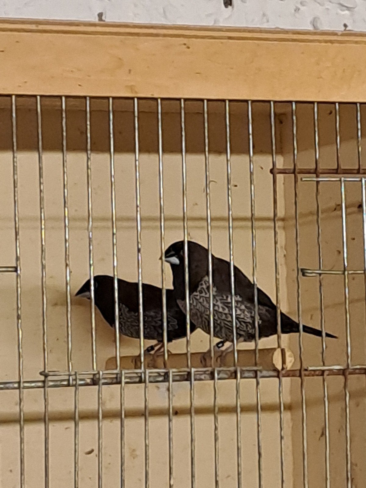 Japanse Meeuwen, Oiseau tropical, Bagué