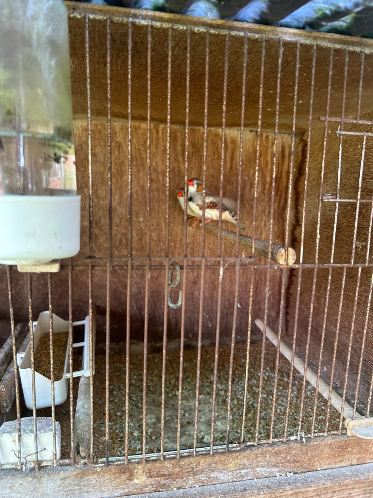 Zebravinken, Dieren en Toebehoren, Vogels | Overige Vogels