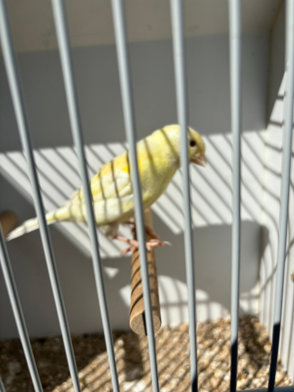 Mooie kanarie poppen, Dieren en Toebehoren