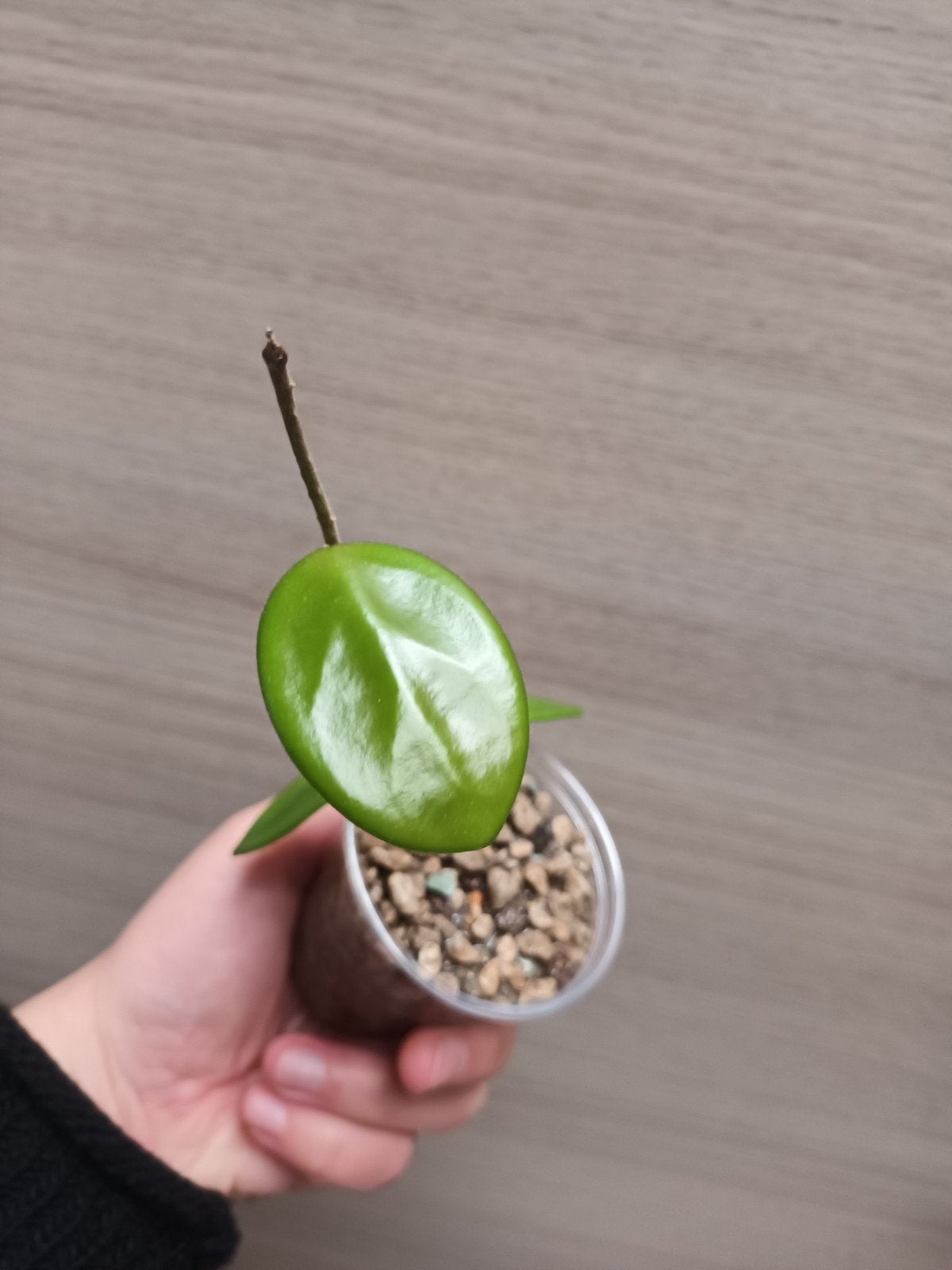 Hoya vangviengiensis, Enlèvement ou Envoi