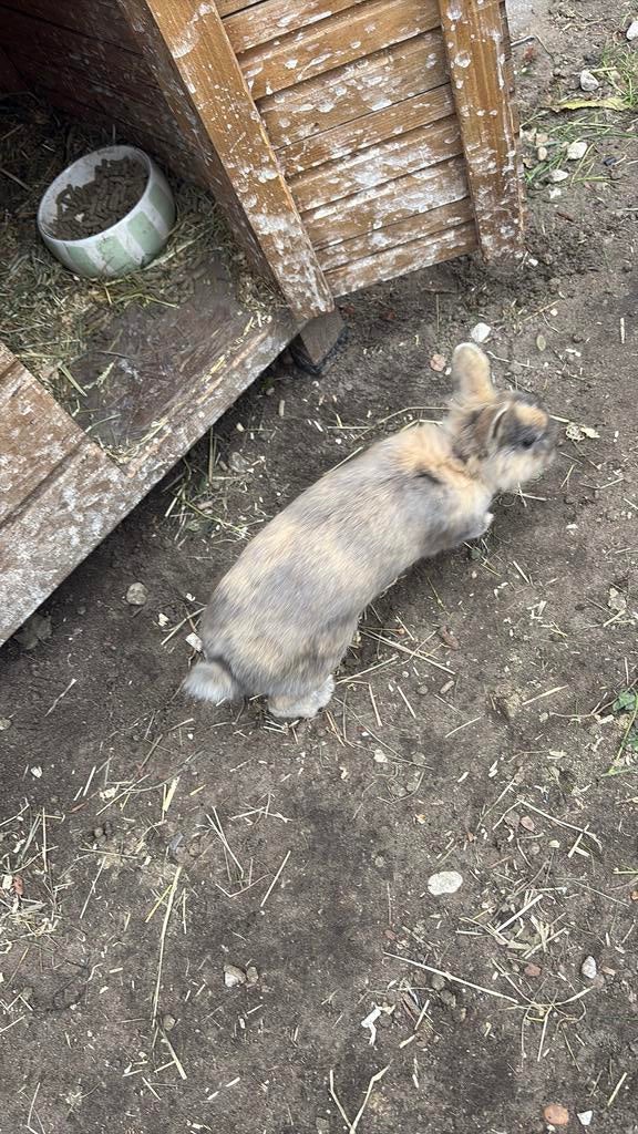 Dwergkonijnen, Dieren en Toebehoren