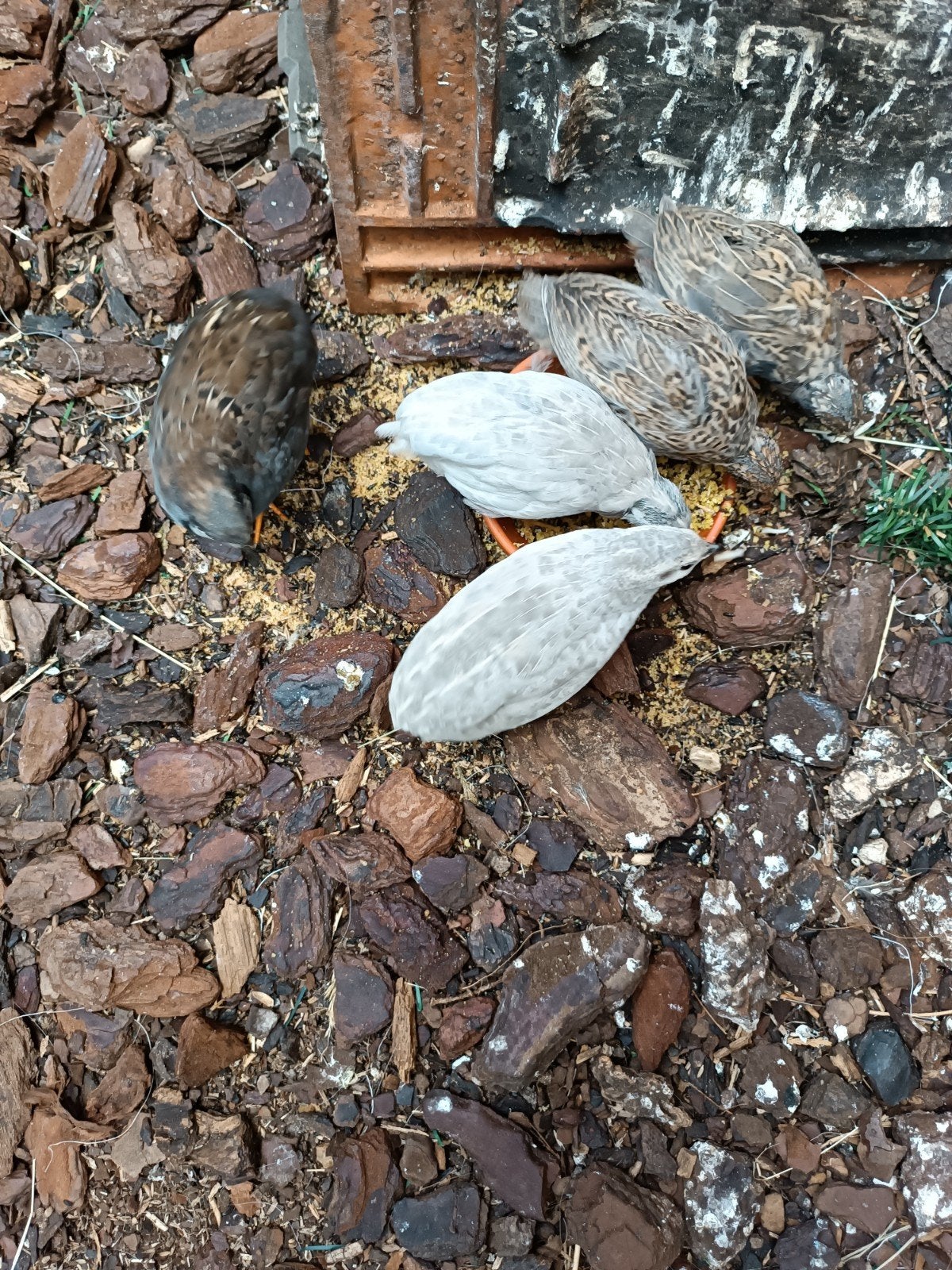 Natuurbroed chinese dwergkwartels