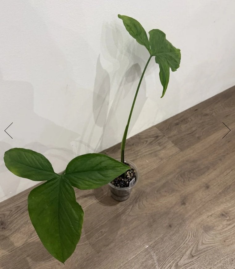 Syngonium Mottled Mojito, Maison & Meubles, Plantes d'intérieur, Autres espèces, Moins de 100 cm, Plante verte, Ombre partielle