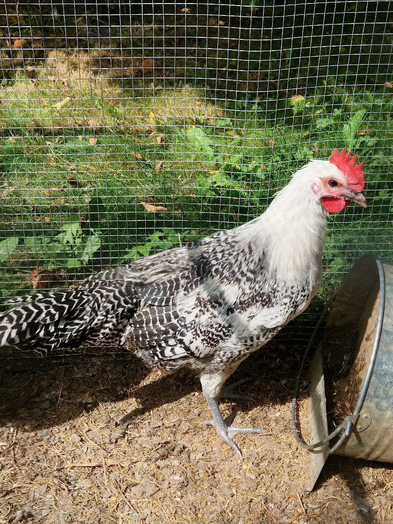 Gratis haantjes, Dieren en Toebehoren, Pluimvee, Mannelijk, Kip