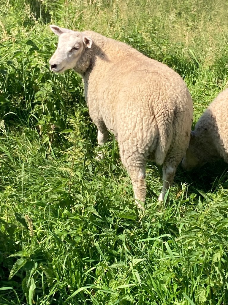 Schapen, Animaux & Accessoires, Mâle, Mouton, 0 à 2 ans