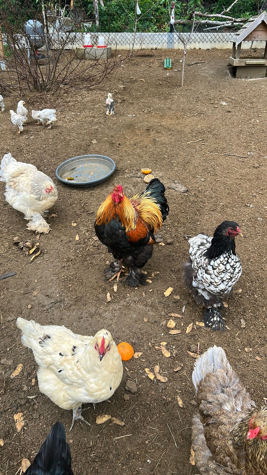 Brahma haan gratis op te halen, Dieren en Toebehoren, Pluimvee
