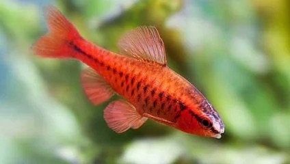 Puntius Titteya, Animaux & Accessoires, Poisson, Poisson d'eau douce, Banc de poissons