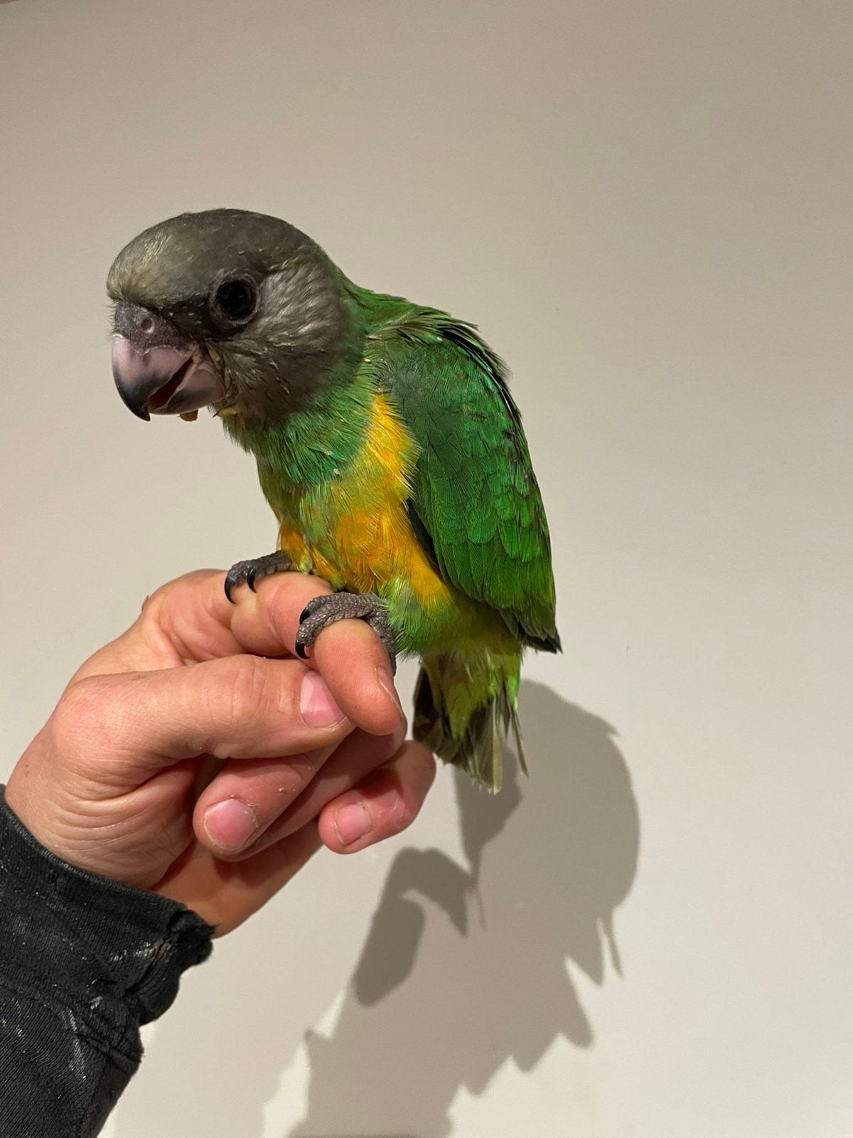 Beurre coloré - arme de poing, Bagué