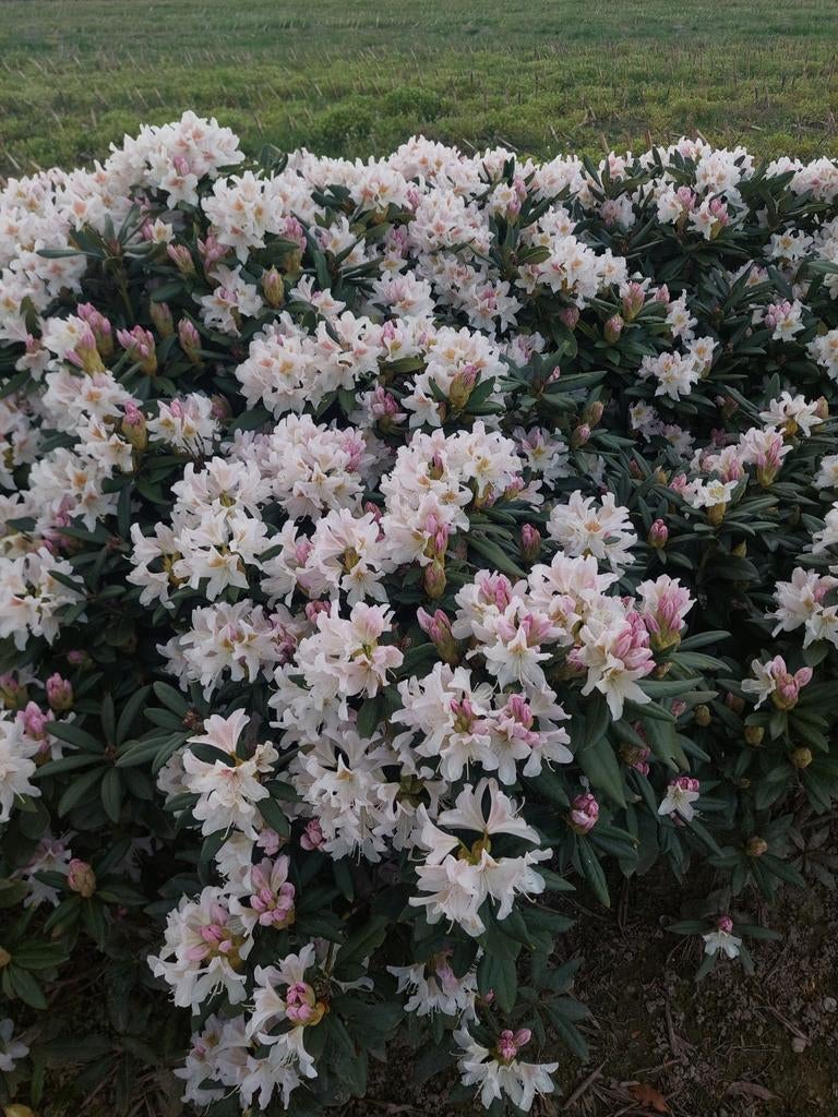 Rhododendron Cunningham White, localisation : Oisterwijk, Enlèvement ou Envoi, Rhododendron