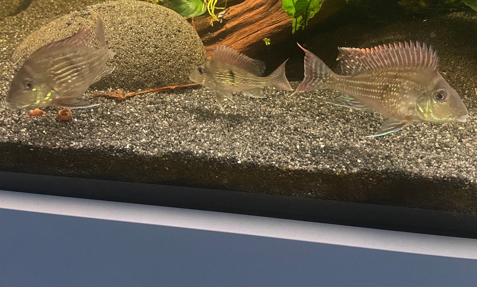 3 Geophagus sveni te koop. Totale prijs