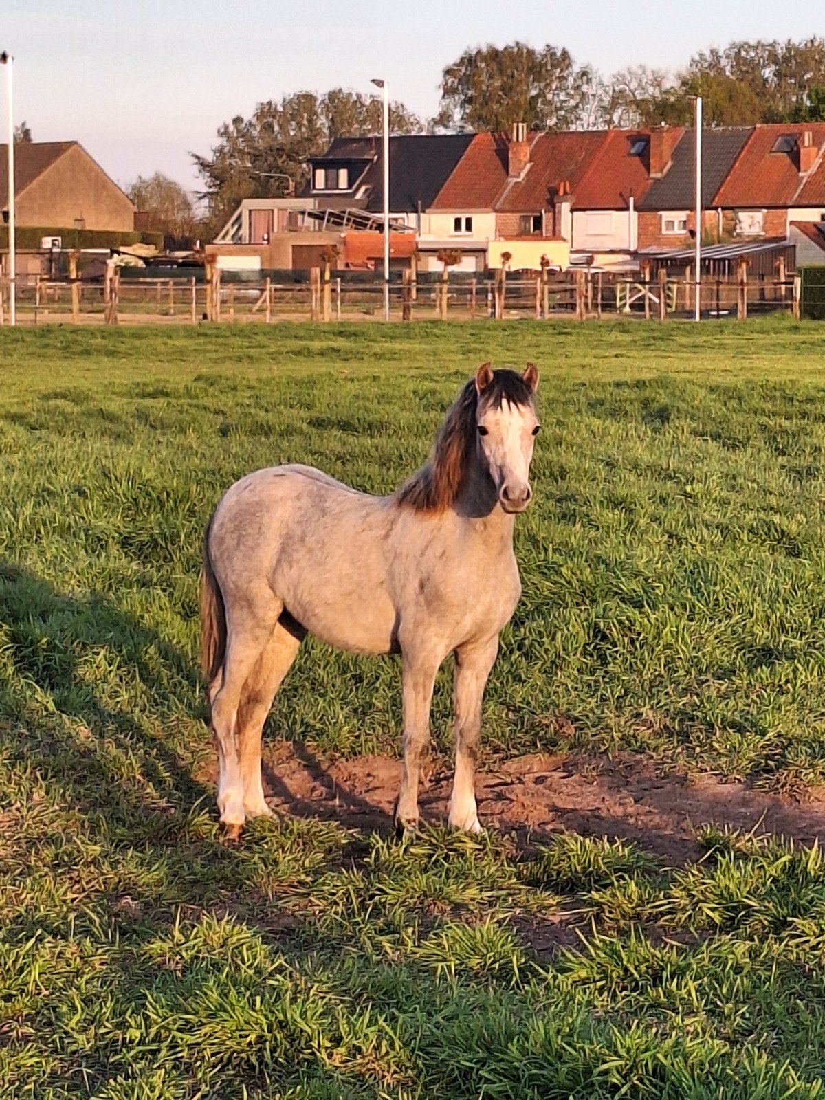 Hele mooie welsh sectie B jaarling merrie, Dieren en Toebehoren, Pony's, Merrie, Onbeleerd, C pony (1.27m tot 1.37m), 0 tot 2 jaar