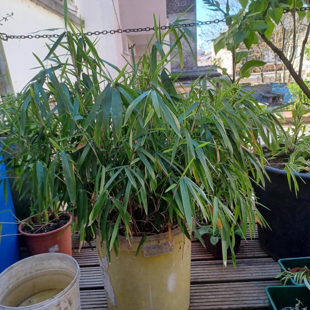 Bambou, Jardin & Terrasse, Plantes | Arbustes & Haies, Enlèvement, Bambou, Haie, 100 à 250 cm