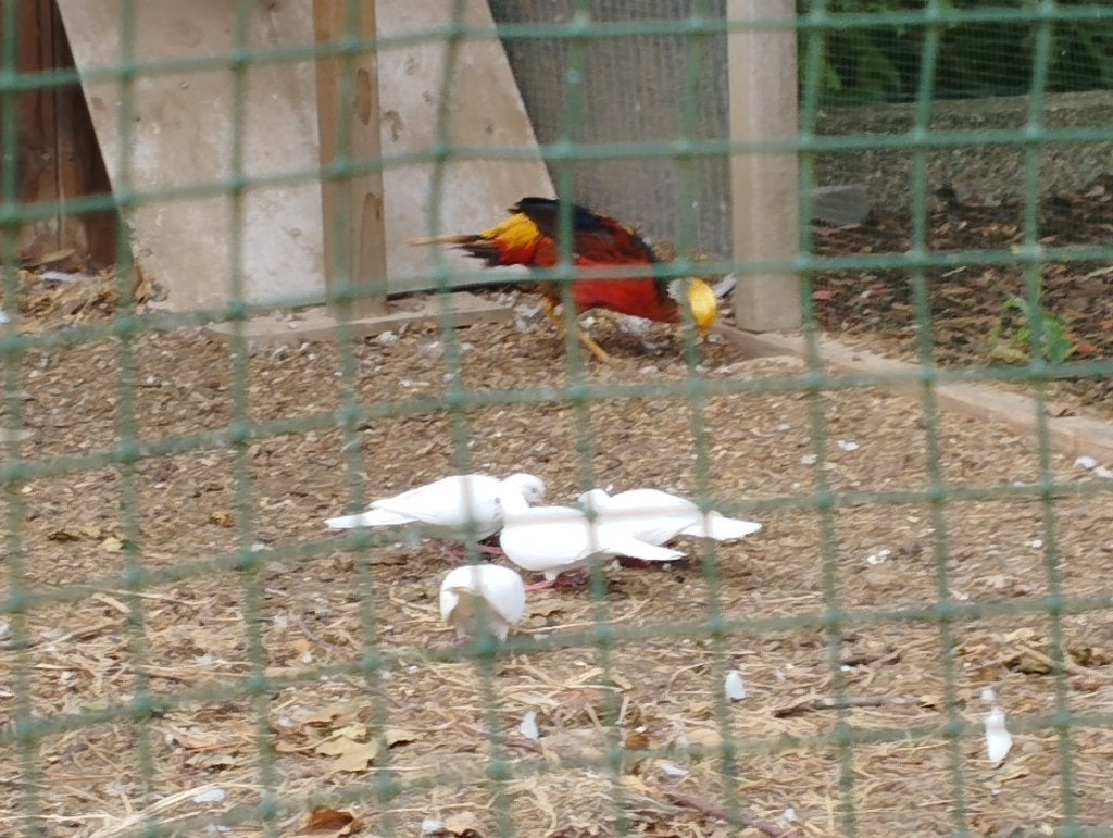 witte tortelduiven, Dieren en Toebehoren, Vogels | Duiven, Geslacht onbekend, Tortelduif