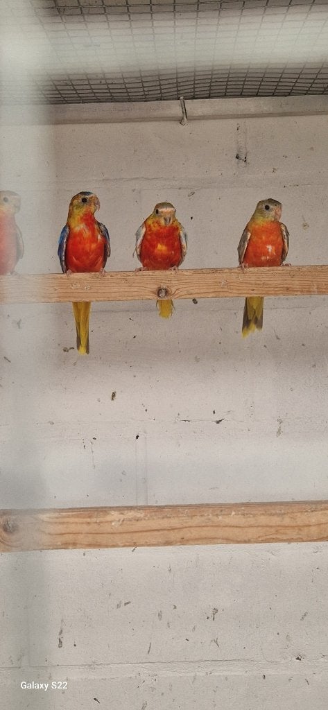 diluteopaline cinnamon en opaline cinnamon turquoisine 2026, Dieren en Toebehoren, Meerdere dieren, Parkiet, Geringd