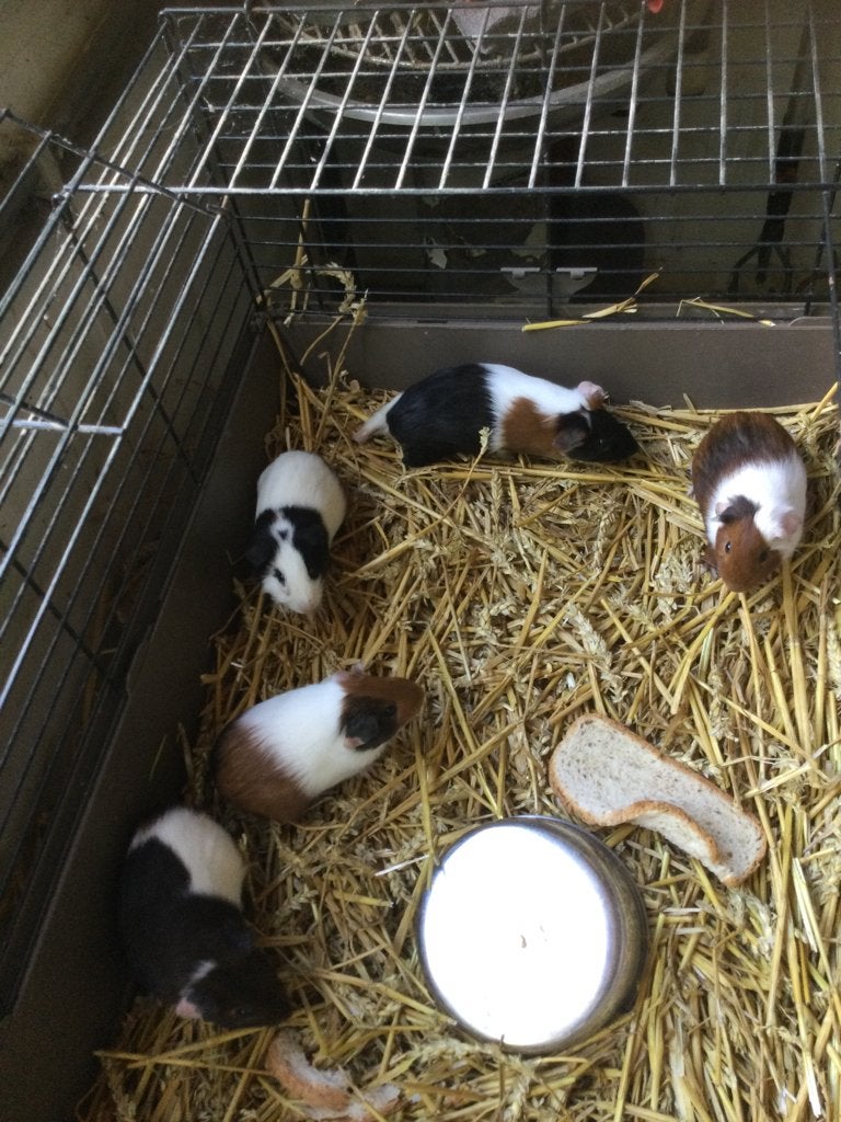 Cavia’s, Animaux & Accessoires, Rongeurs, Juin, Domestique, Plusieurs animaux, Cobaye