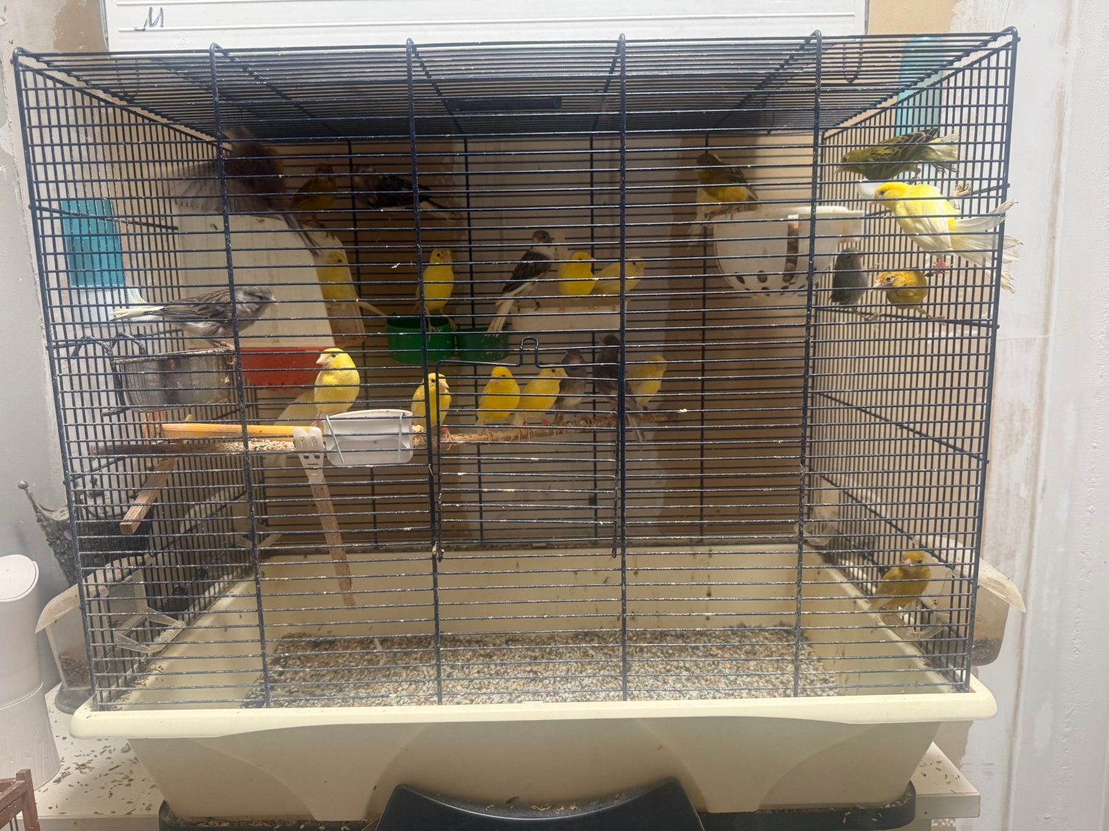 Cage et canari à vendre, Enlèvement, Comme neuf