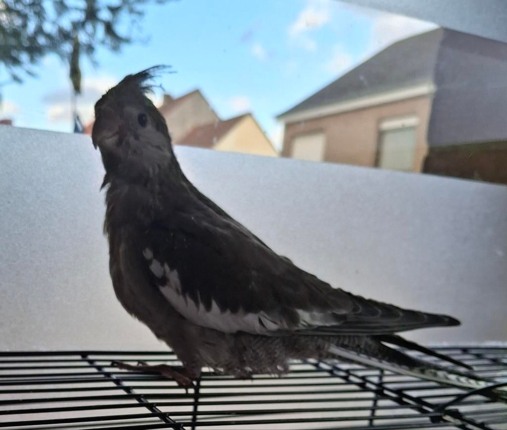 Dat onze laatste zeer tam Valkparkiet Aalter, Dieren en Toebehoren, Vogels | Duiven