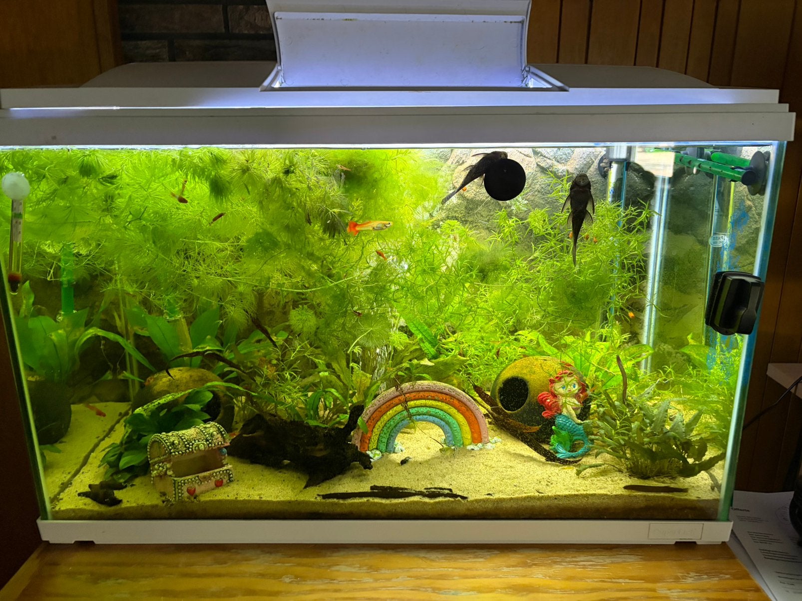 Superfish Start 100 Tropical Kit Wit+vele accesoires, Ophalen, Inclusief vissen, Zo goed als nieuw, Eheim