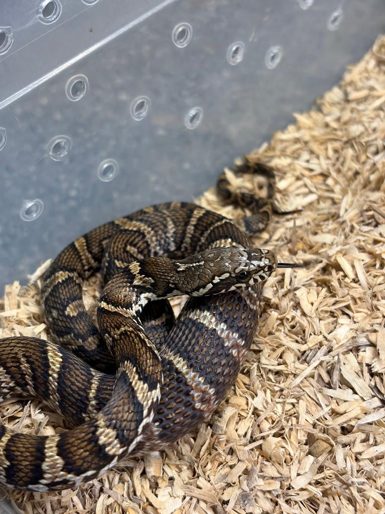Elaphe schrenckii – NK2025, Animaux & Accessoires, Reptiles & Amphibiens, Serpent, 0 à 2 ans