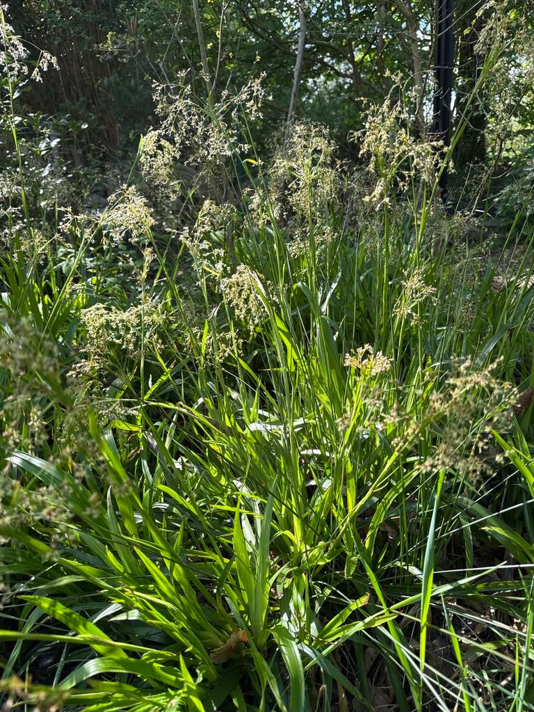 Luzula sylvatica. Veldbies, Ophalen