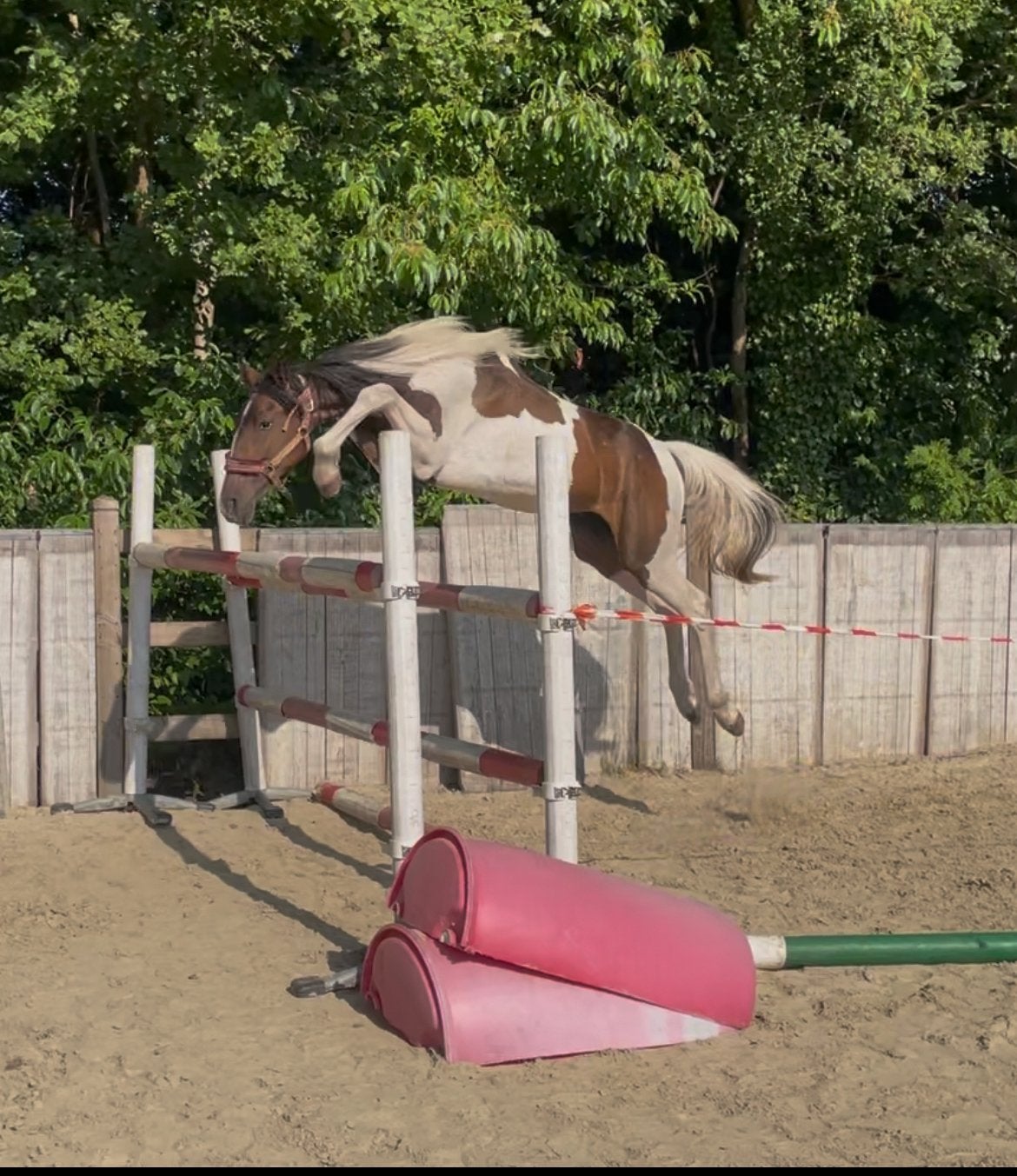 2 jarige hengsten vader dancing hero s, Dieren en Toebehoren, Paarden, Springpaard, Met stamboom, 0 tot 2 jaar, Hengst