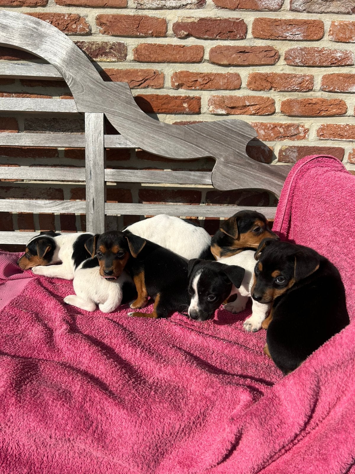 Jack Russel, Dieren en Toebehoren, België, Fokker | Hobbymatig, Jack Russell Terriër, 8 tot 15 weken