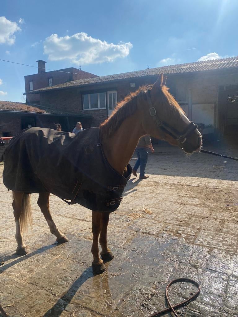 Paardrijlesjes aangeboden, Dieren en Toebehoren, Paarden, Merrie