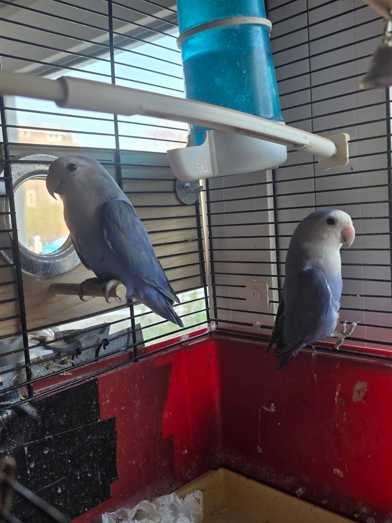 Oiseaux amoureux, Plusieurs animaux, Perroquet nain ou Inséparable, Parleur