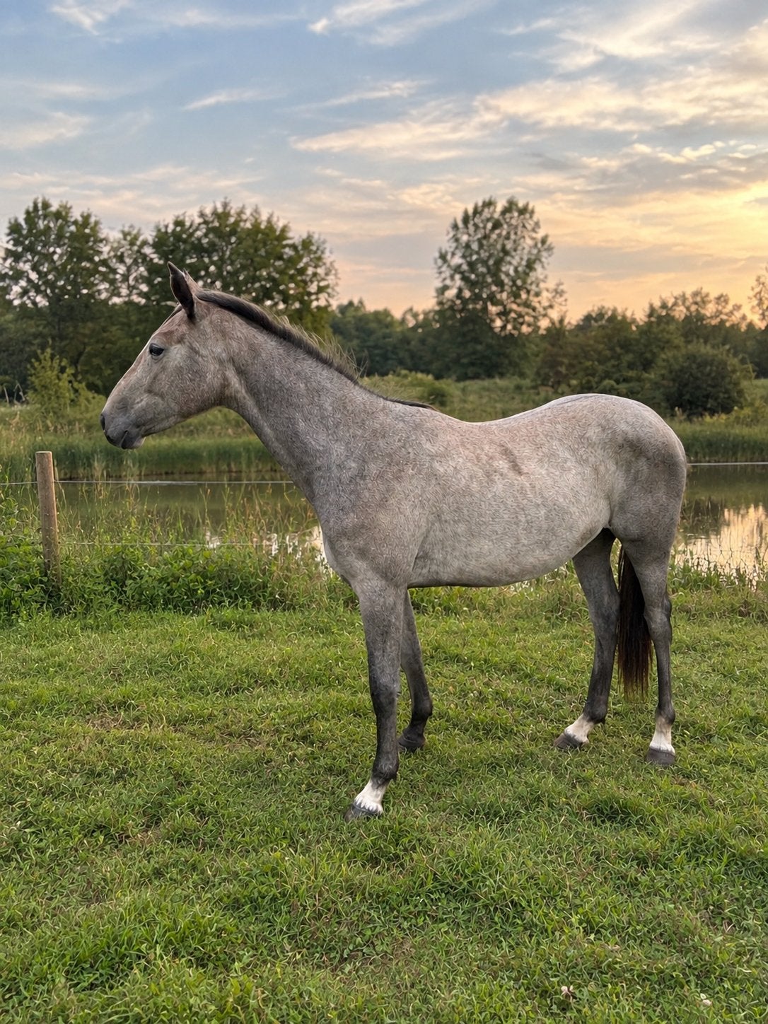 Cassilana van 't Karelshof Z — jeune jument de Zangersheide, Avec pedigree, 160 à 165 cm, 0 à 2 ans, Jument