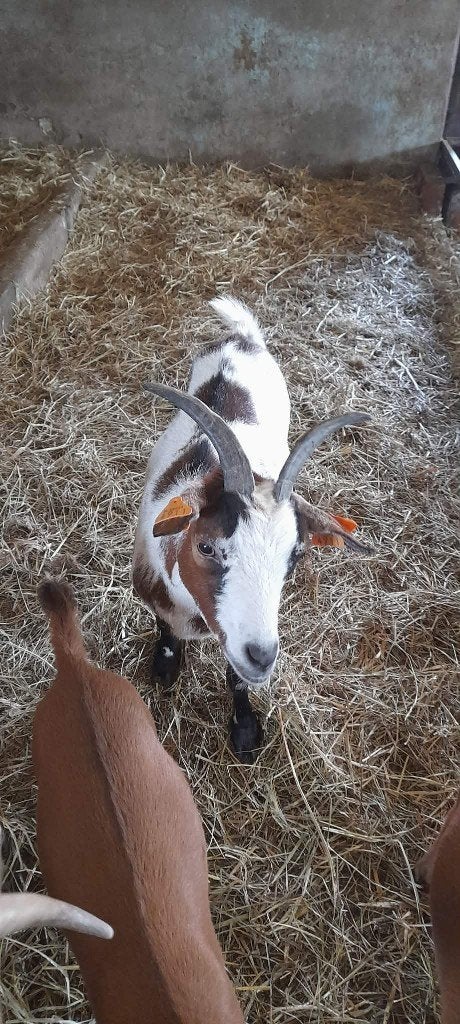"Super mooi mieke", Dieren en Toebehoren, Vrouwelijk, Geit, 3 tot 5 jaar