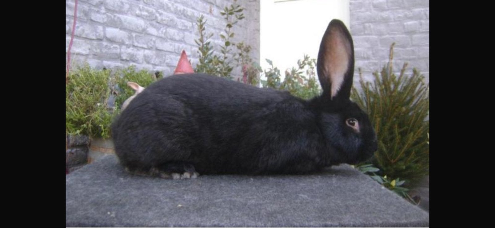 Rammelaar vlaamse reus, Mâle, Grand, 0 à 2 ans