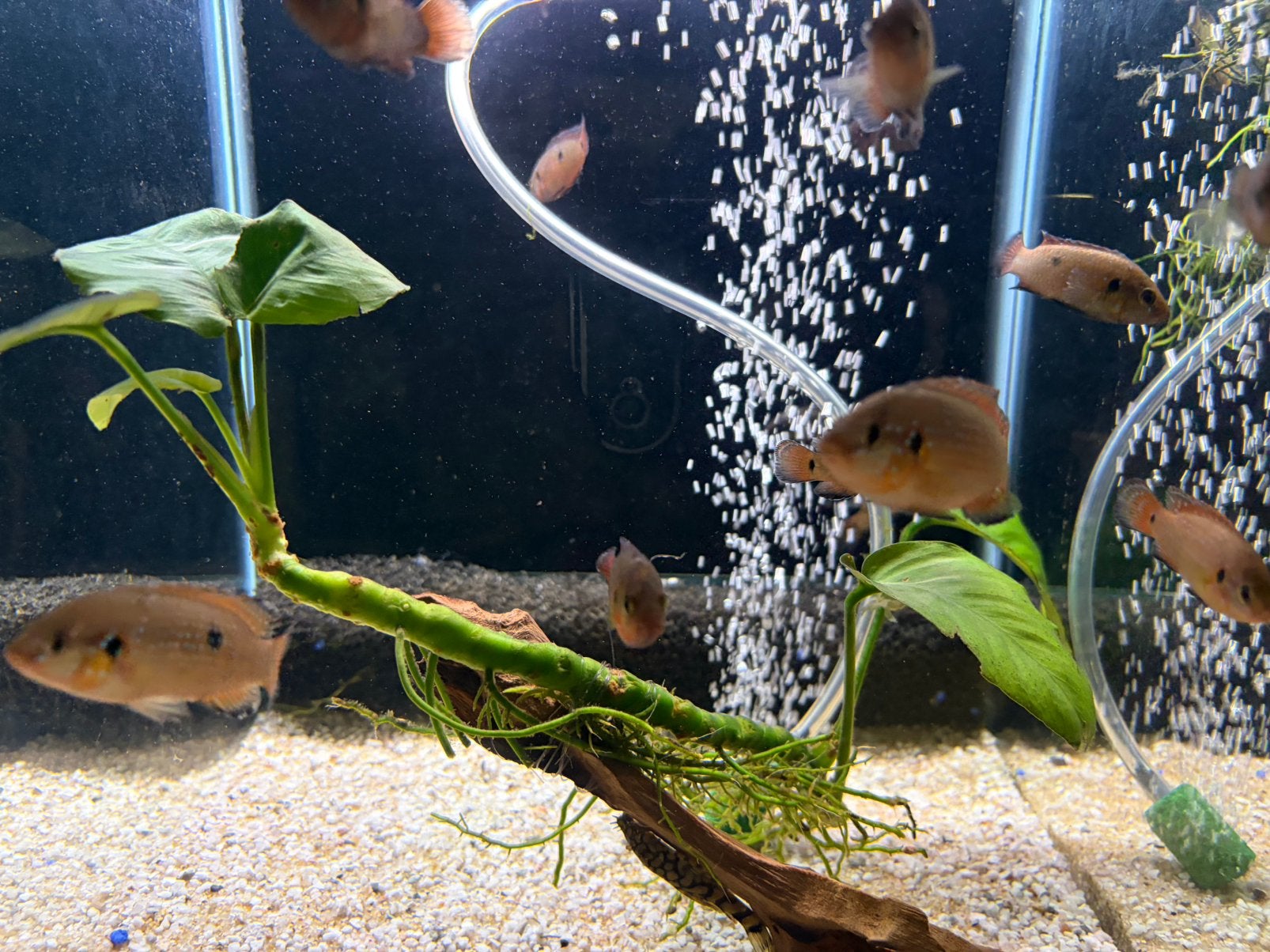 juweelcichliden, Poisson, Poisson d'eau douce