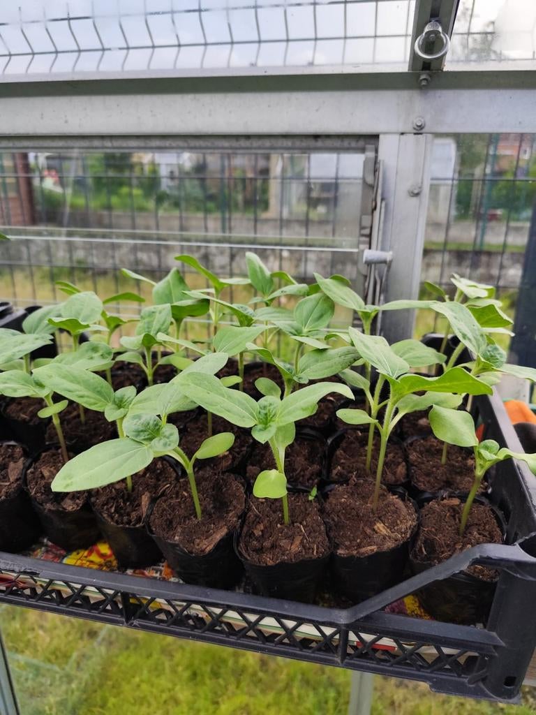 Poivrons et tournesols à plusieurs fleurs à repiquer, Animaux & Accessoires, Enlèvement