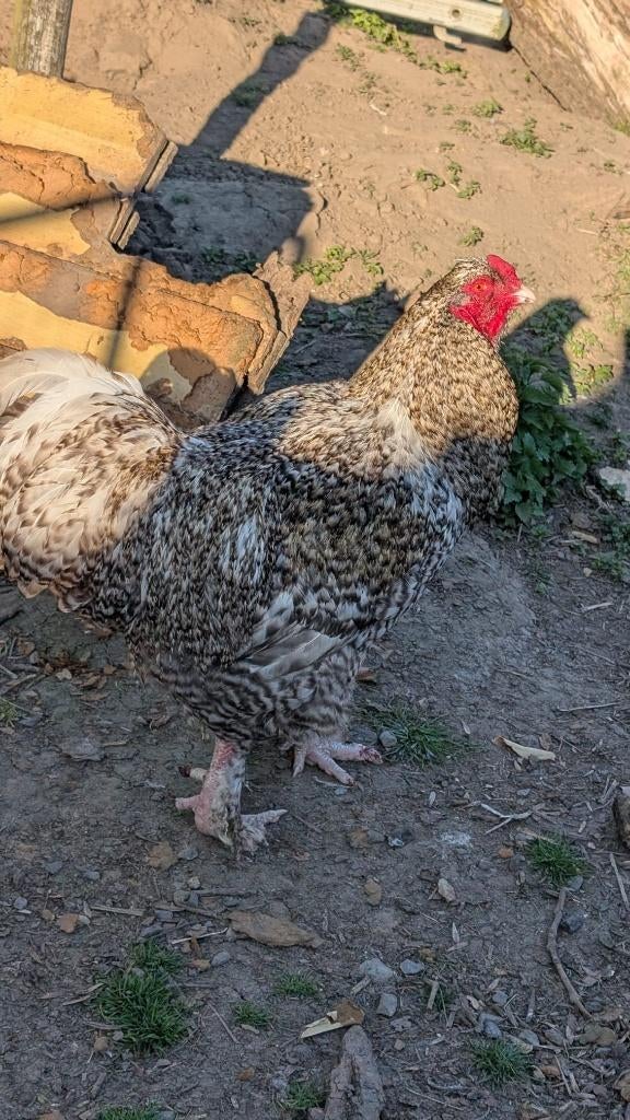 Poussins Coucou de Malines tête de dindon à vendre