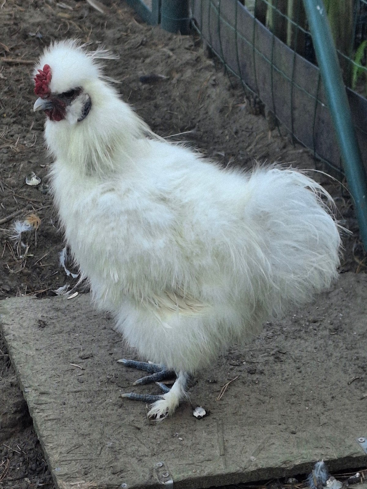 haantje, Dieren en Toebehoren, Mannelijk, Kip
