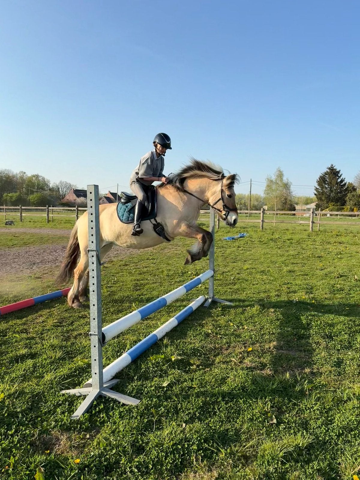 Ruiter aangeboden Sint-Katelijne-Waver, Dieren en Toebehoren, Paarden, Recreatiepaard