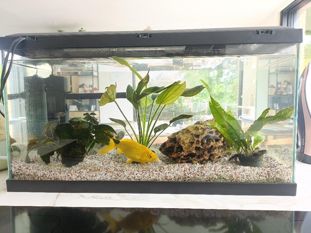 Ciano Aqua 60 LED en CF80 filter  58L, Dieren en Toebehoren, Vissen | Aquaria en Toebehoren, Ophalen, Gebruikt, Overige merken