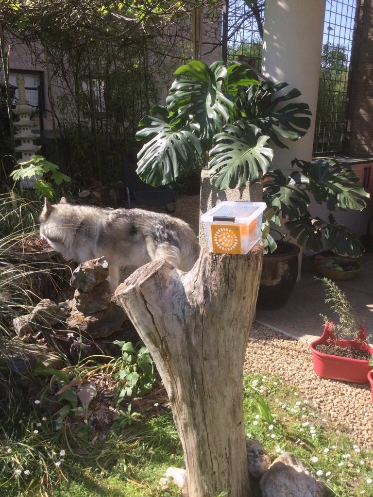 Selectieve Aziatische Hoornaarsval te koop - Ecocheques, Jardin & Terrasse, Pesticides, Neuf, Lutte antiparasitaire, Enlèvement ou Envoi
