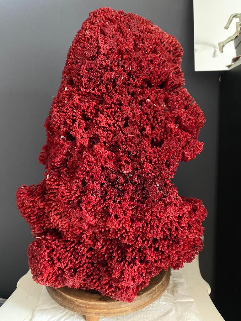 Tubibora  corail rouge, Verzamelen, Scheepvaart, Ophalen, Zo goed als nieuw