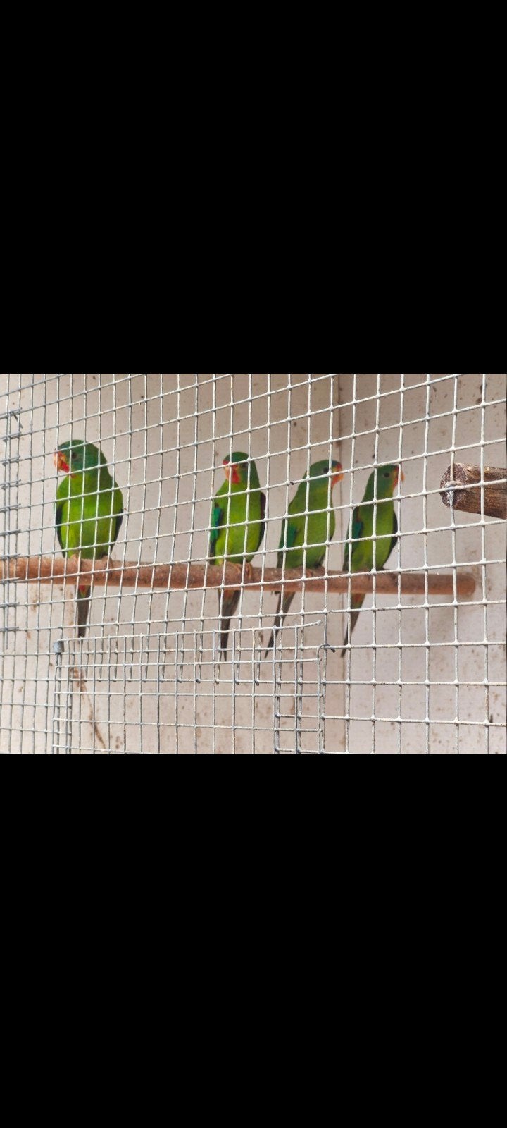 2 jonge swiften te koop geb.maart 2026, Meerdere dieren, Parkiet, Geringd
